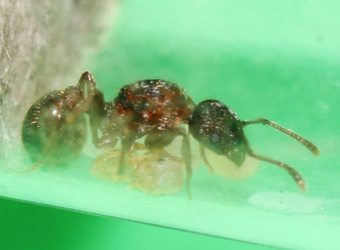 Myrmica queen ant with pupa