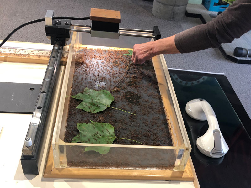 Feeding leaf cutter ants