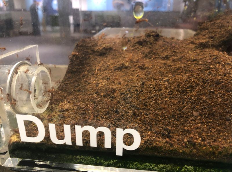 Leaf cutter ant dump
