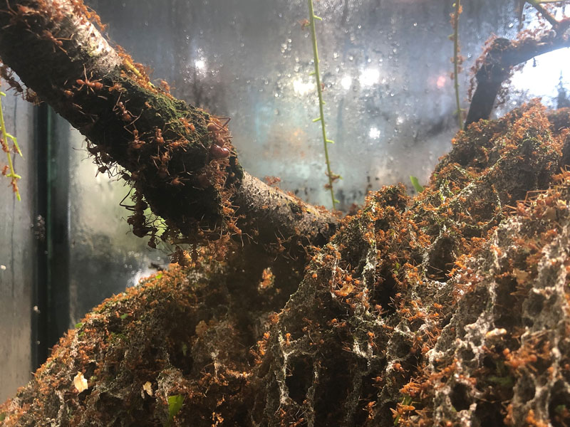 Leaf cutter ant fungus garden