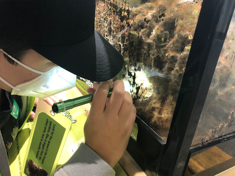 Looking for the leaf cutter ant queen