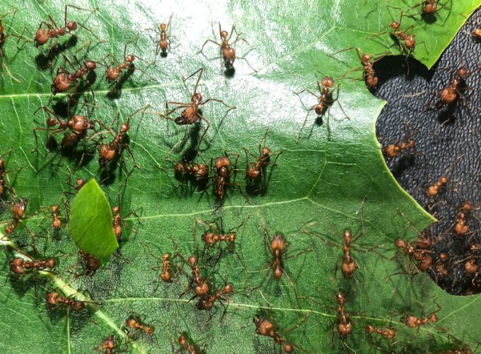 Leaf cutter ants cutting a leaf