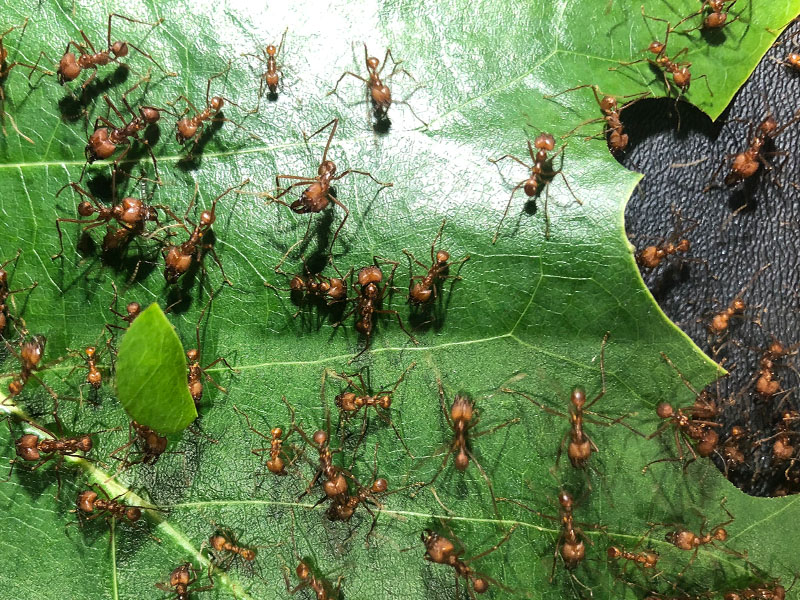 Leaf cutter ants cutting a leaf