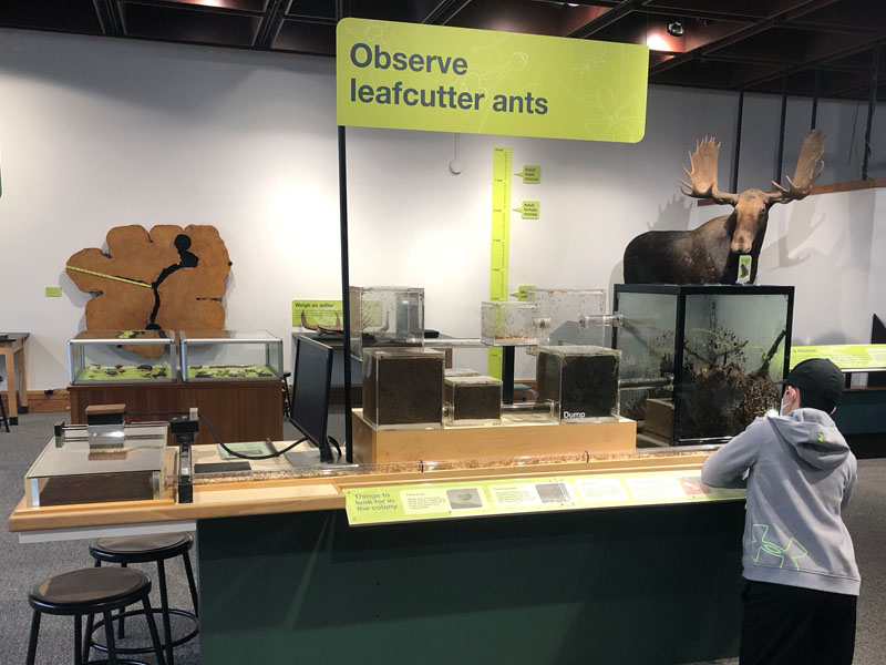 Leaf cutter ant exhibit