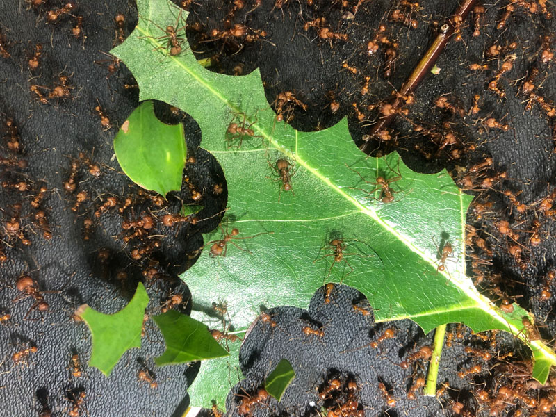 Leaf cutter ants cutting a leaf