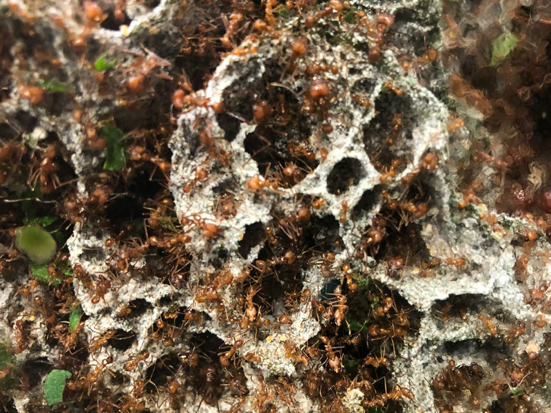 Leaf cutter ant fungus garden