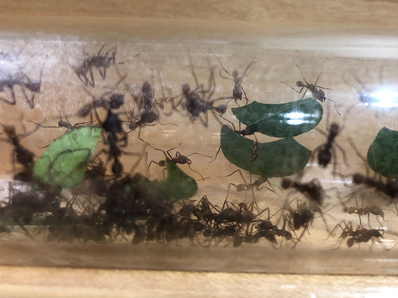 Leaf cutter ants moving pieces of leaf