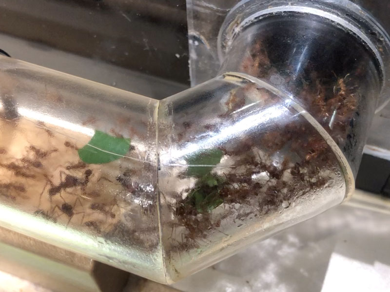 Leaf cutter ants moving pieces of leaf