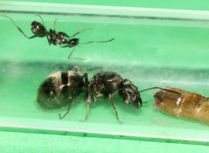 Rormica subsericea queen ant with one nanitic