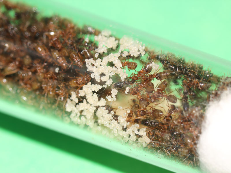 Nylanderia ant colony brood pile
