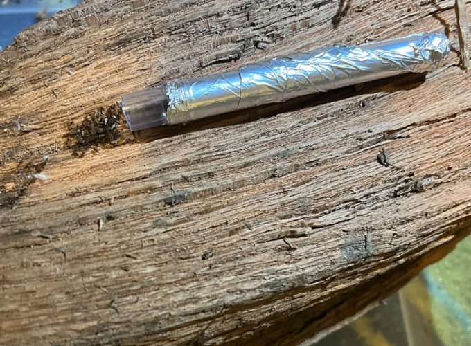 Moving a nylanderia ant colony out of a piece of firewood