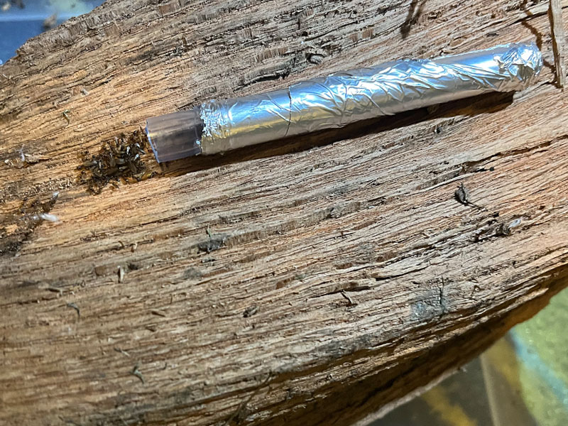 Moving a nylanderia ant colony out of a piece of firewood