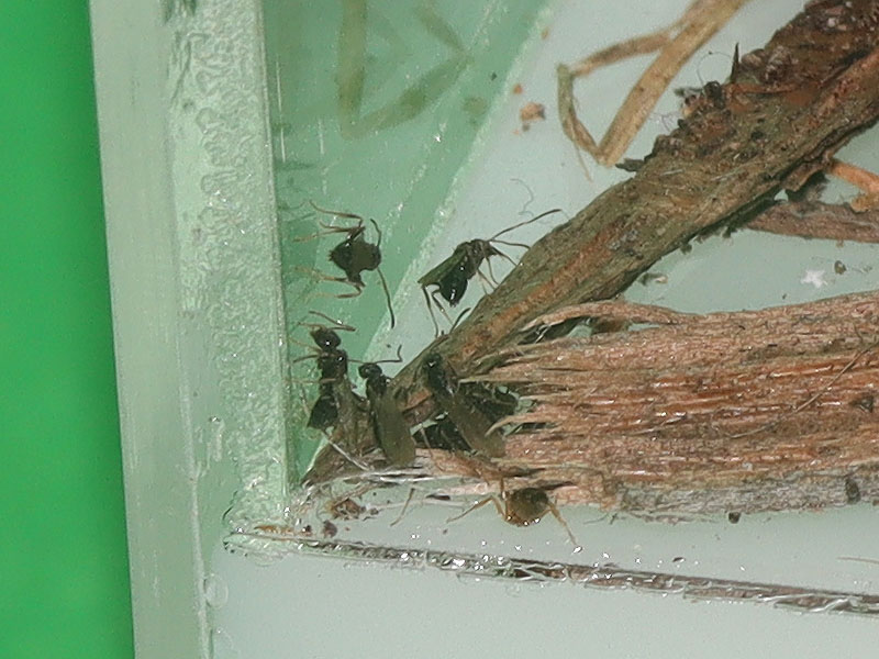 Nylanderia male alate ants
