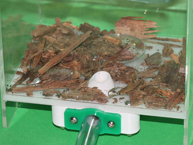 Nylanderia ant colony outworld