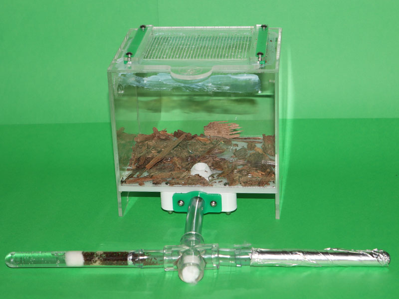 Nylanderia ant colony setup