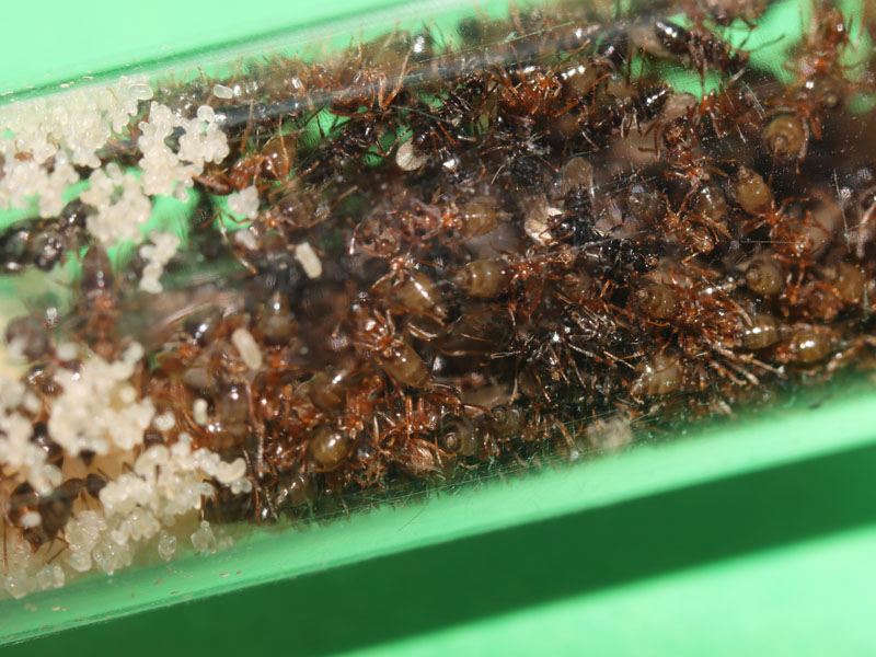 Nylanderia ant colony