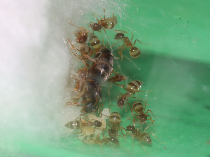 Nylanderia ant colony