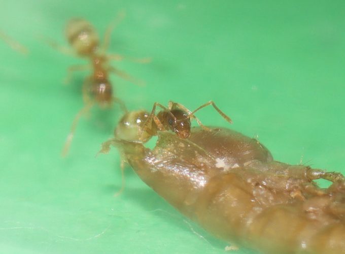 Nylanderia nanitic feeding on a mealworm