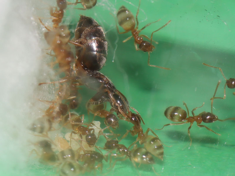 Nylanderia queen ant and nanitic trophallaxis