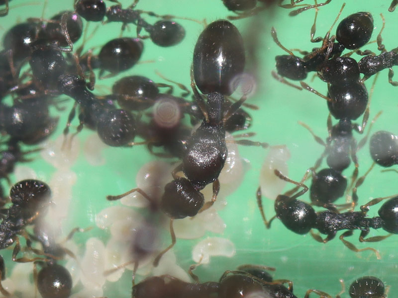 Acorn Empire Queen ant