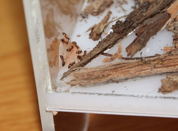 Nylanderia ants eating jelly