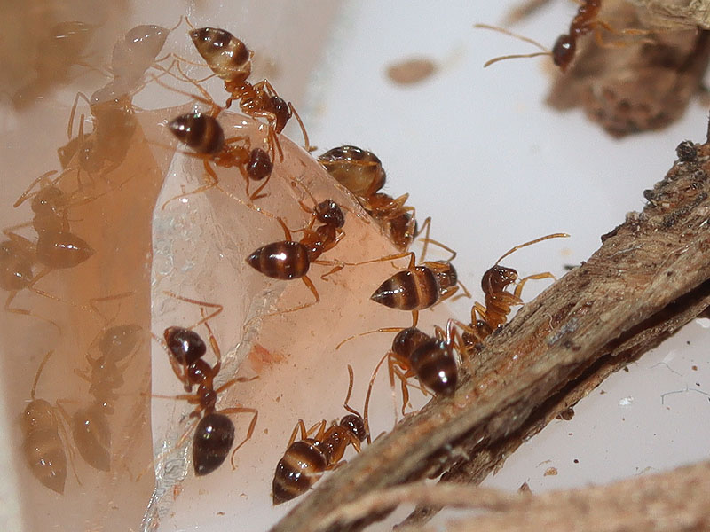 Nylanderia ants eating jelly