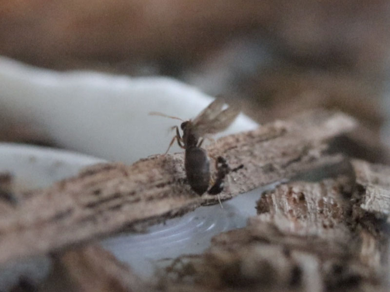 Nylanderia faisonensis male alate trying to mate with queen alate in the nest
