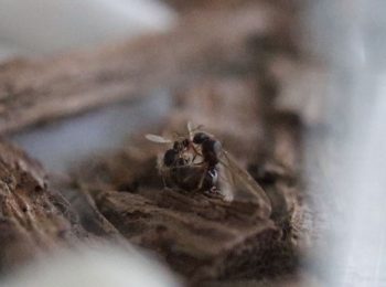 Nylanderia faisonensis male alate trying to mate with queen alate in the nest