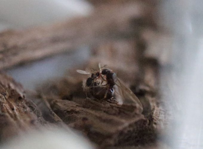 Nylanderia faisonensis male alate trying to mate with queen alate in the nest