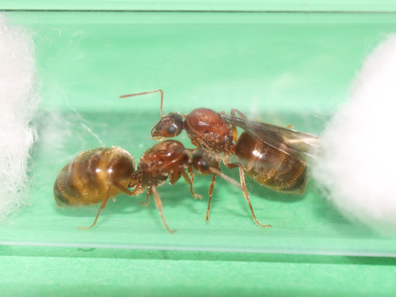 Two Prenolepis imparis queen ants, one missing an antenna