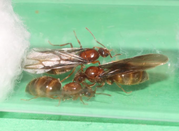 Three Prenolepis imparis queen ants