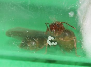 Prenolepis imparis queen ants with brood