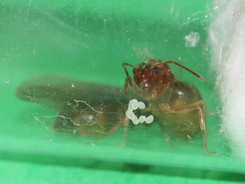 Prenolepis imparis queen ants with brood