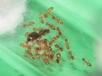 Nylanderia ant colony