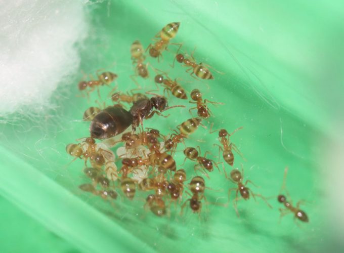 Nylanderia ant colony