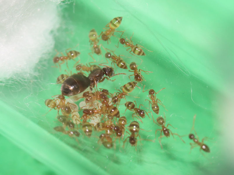 Nylanderia ant colony