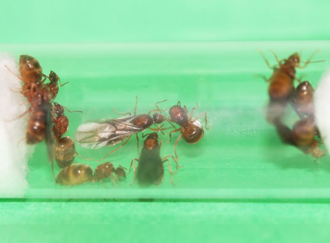 11 Prenolepis imparis queens in a test tube nest