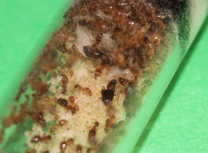 Nylanderia faisonensis ant colony with two queens