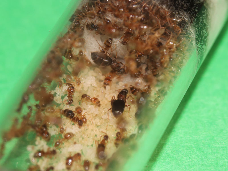 Nylanderia faisonensis ant colony with two queens