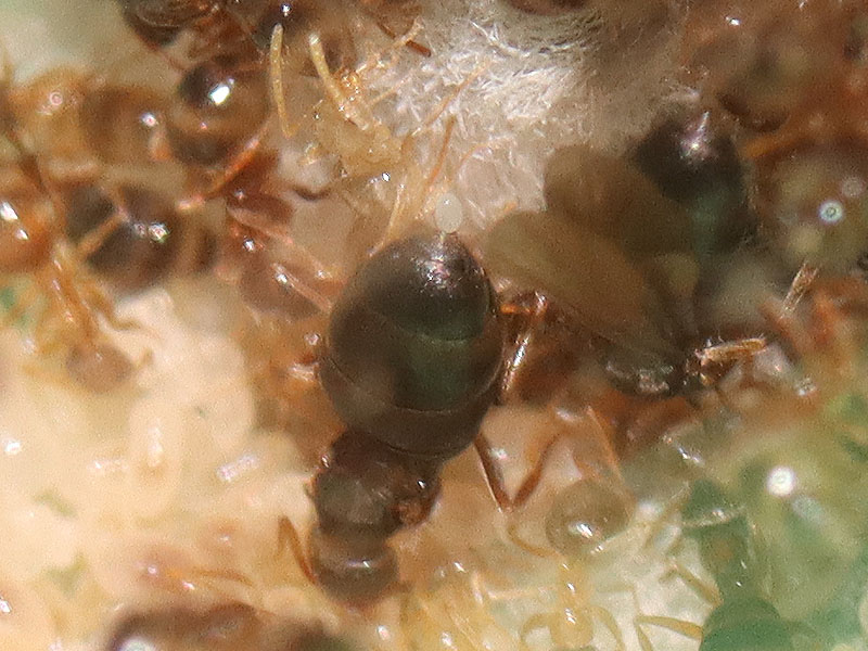 Nylanderia faisonensis queen and laying an egg