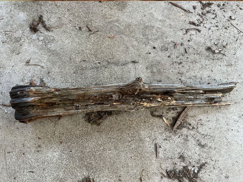 Log where a Tapinoma sessile ant colony was found nesting