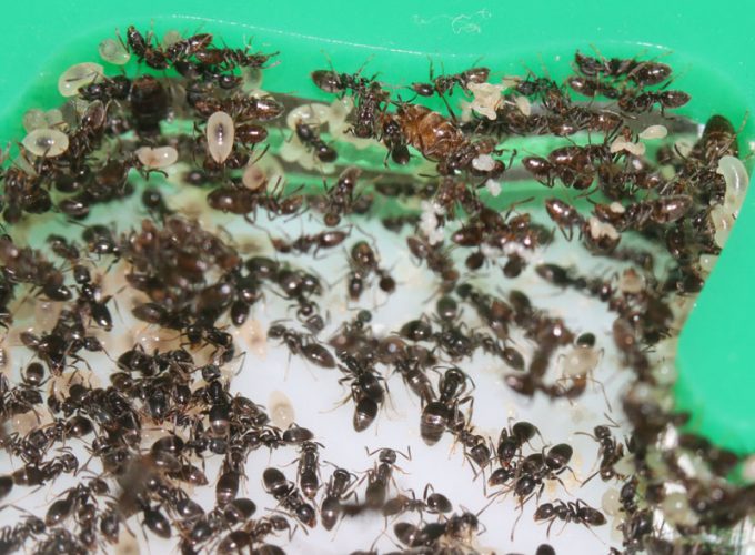 Tapinoma sessile ant colony in an Aust Ants small acrylic nest