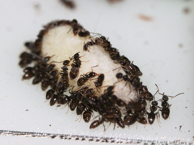 Tapinoma sessile ant colony feeding on a cotton tip soaked in Sunburst Ant Nectar