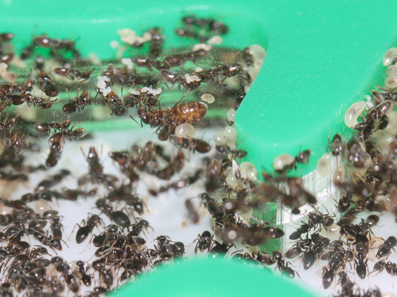 Tapinoma sessile queen ant in a colony