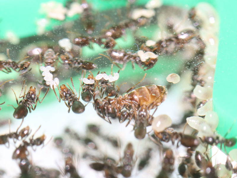 Tapinoma sessile queen ant in a colony