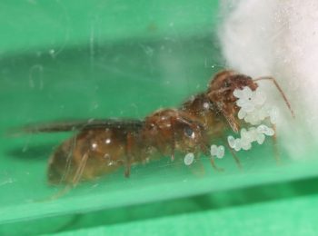 Prenolepis imparis queen ants with brood piles