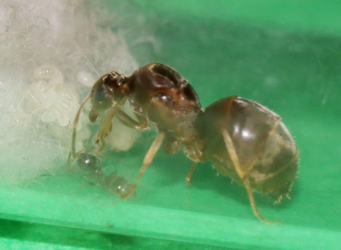 Lasius neoniger queen ant with a nanitic and brood