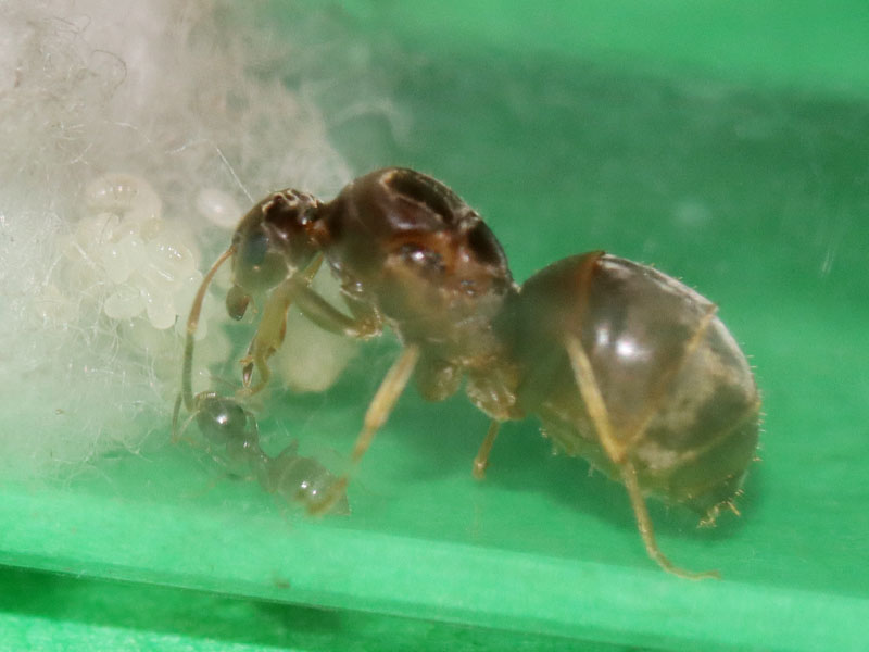 Lasius neoniger queen ant with a nanitic and brood