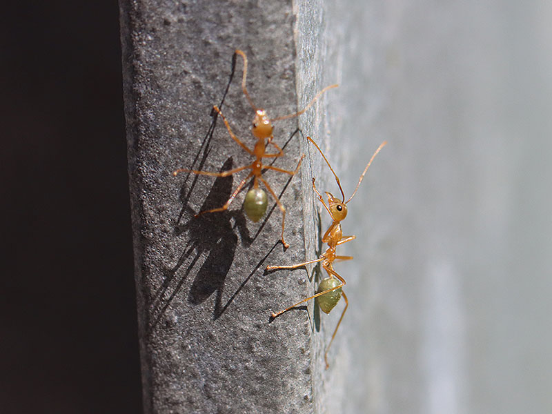 Oecophylla smaragdina workers at Cairns airport