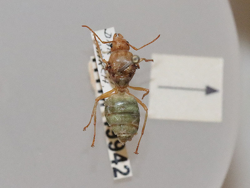 Oecophylla smaragdina (green tree ant or weaver ant) queen ant specimen at the Melbourne Museum